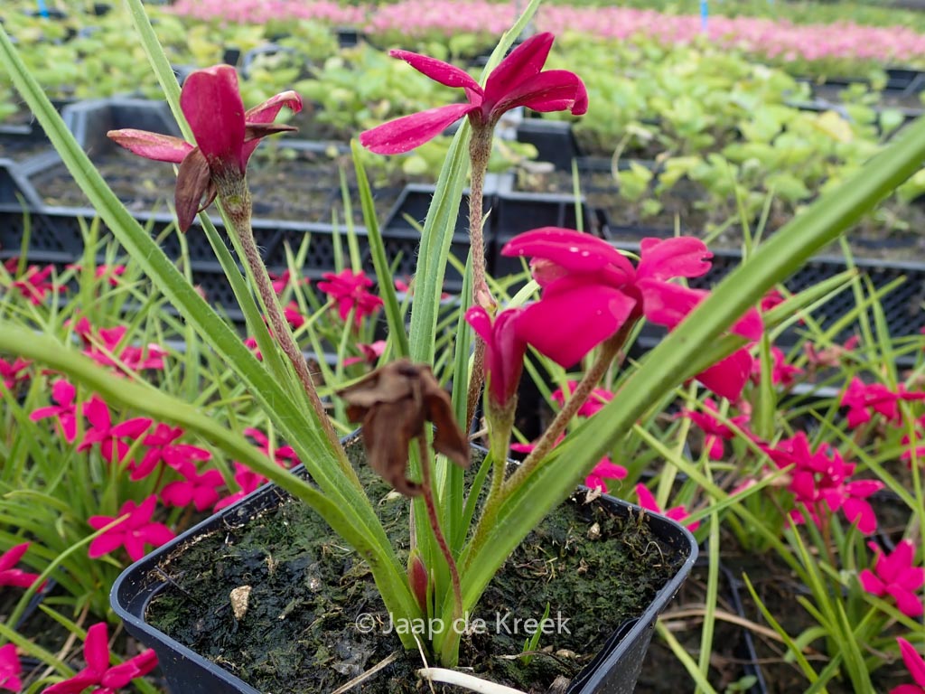Rhodoxis ‚Beverly‘