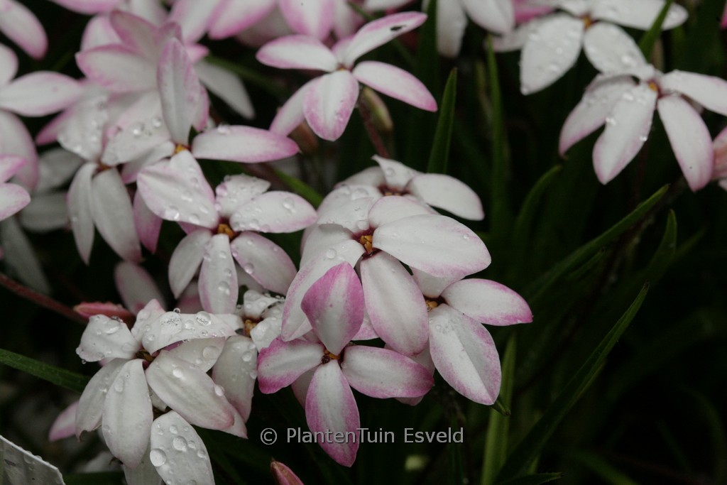 Rhodoxis ‚Im201208‘ (FAIRY KISSES)
