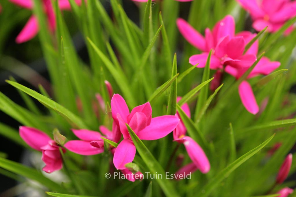Rhodoxis ‚Mrs. Betsy‘