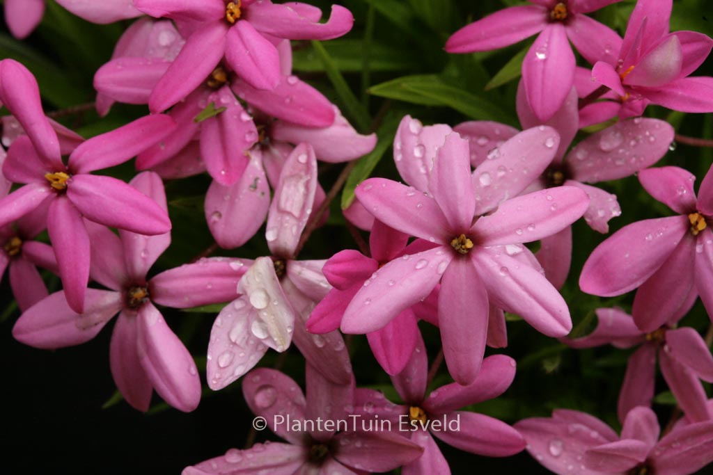 Rhodoxis ‚Ruby Giant‘