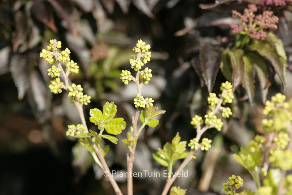 Rhus aromatica ‚Grow-low‘
