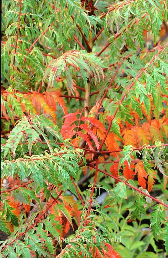 Rhus glabra ‚Laciniata‘