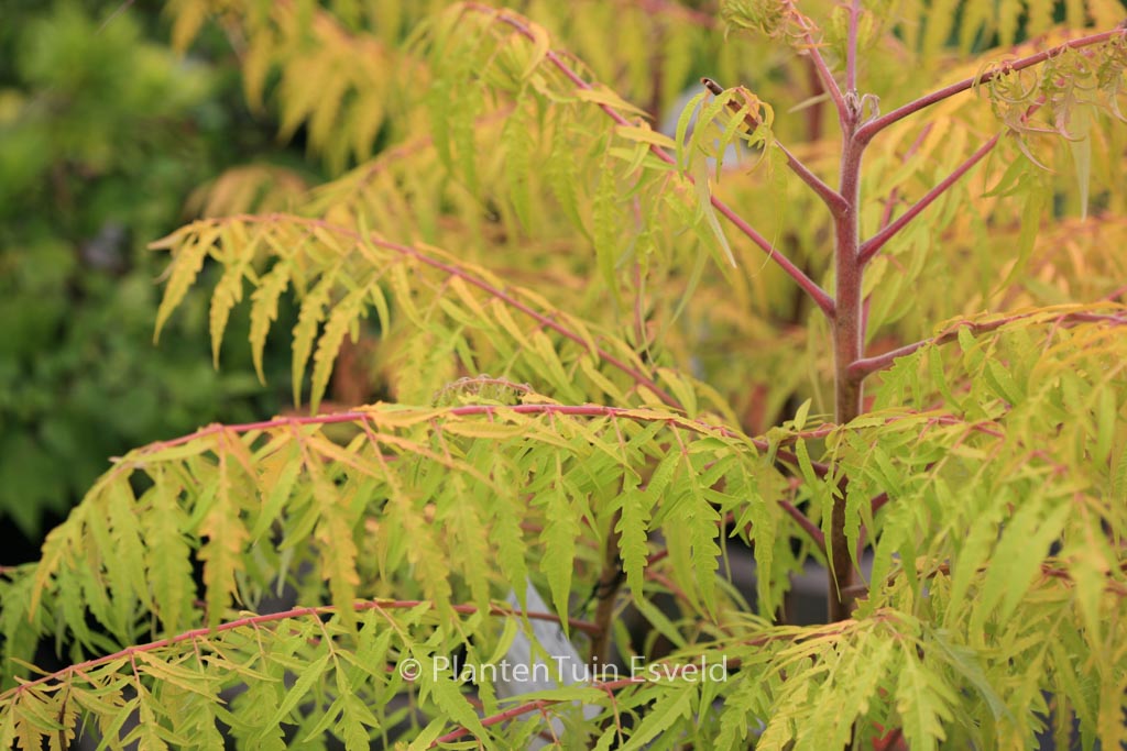 Rhus typhina ‚Bailtiger‘ (TIGER EYES)