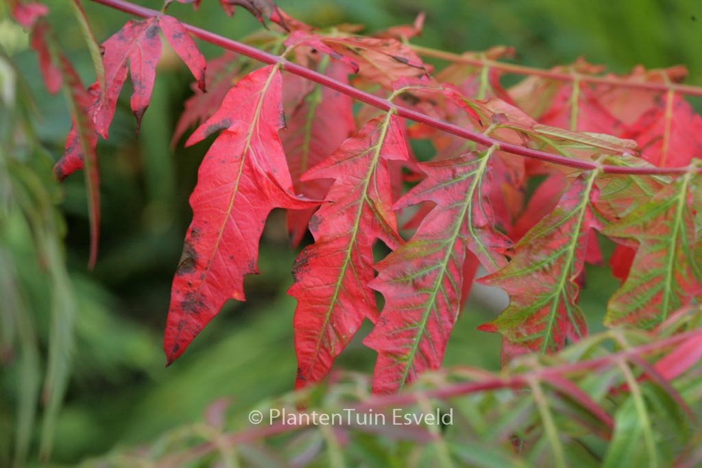 Rhus typhina ‚Dissecta‘