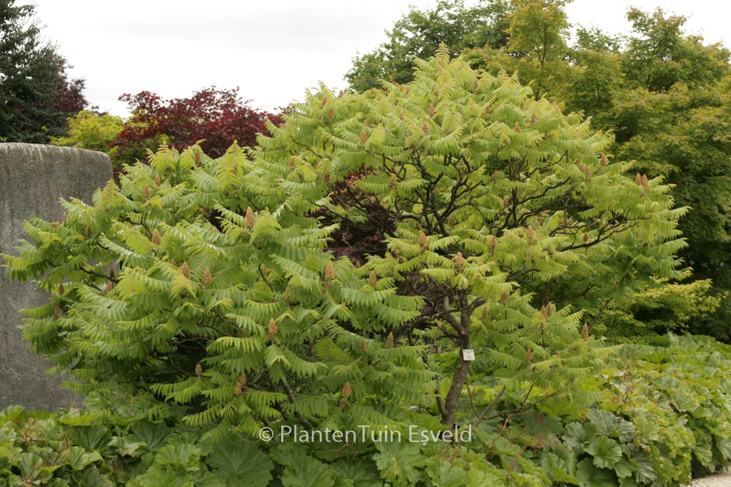 Rhus typhina