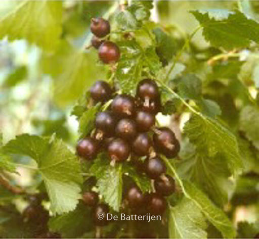 Ribes ‚Josta‘