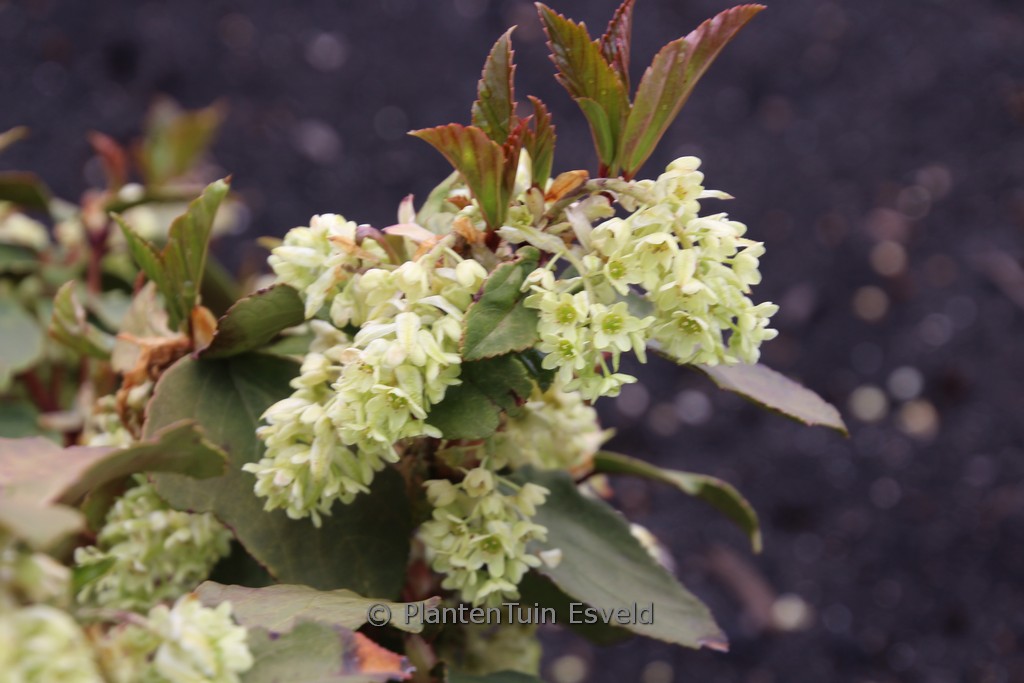 Ribes laurifolium ‚Mrs. Amy Doncaster‘
