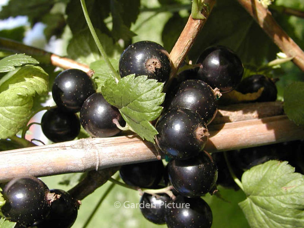 Ribes nigrum ‚Ben Lomond‘