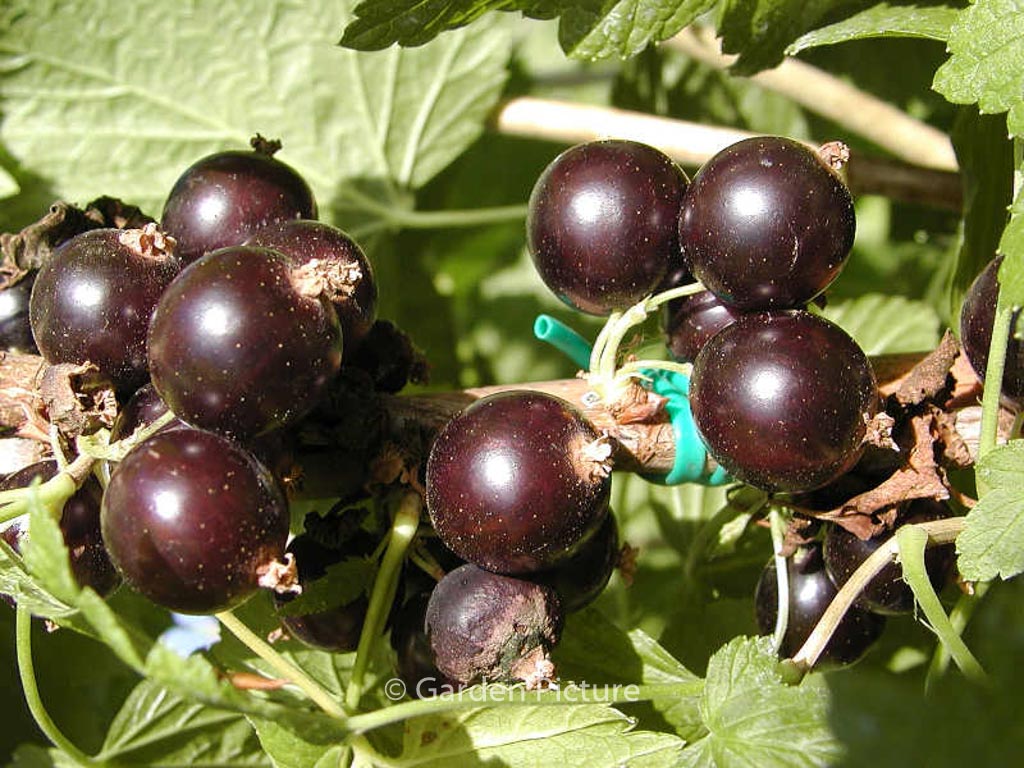 Ribes nigrum ‚Ben Sarek‘