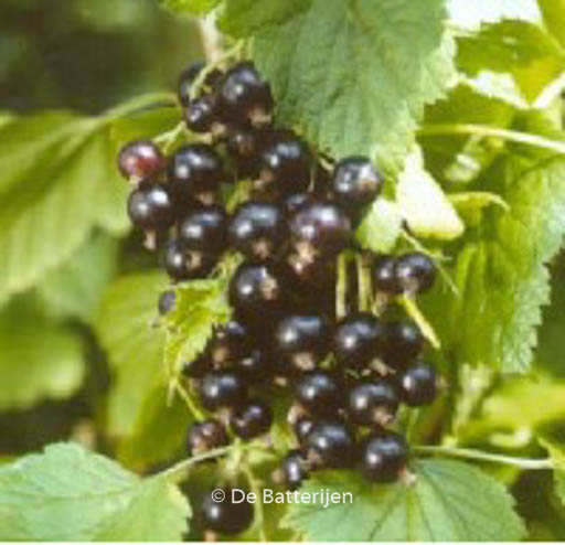 Ribes nigrum ‚Silvergieters Zwarte‘