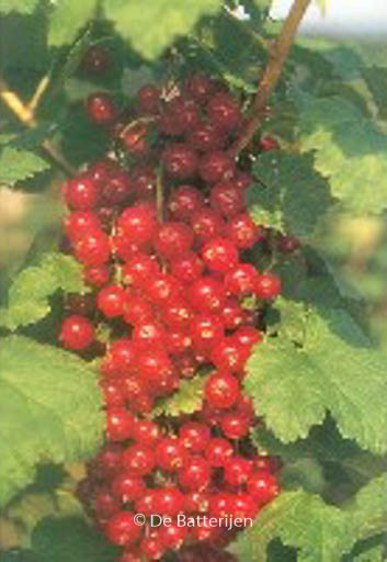 Ribes rubrum ‚Junifer‘