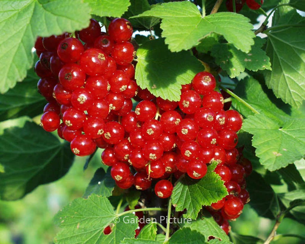 Ribes rubrum ‚Rovada‘