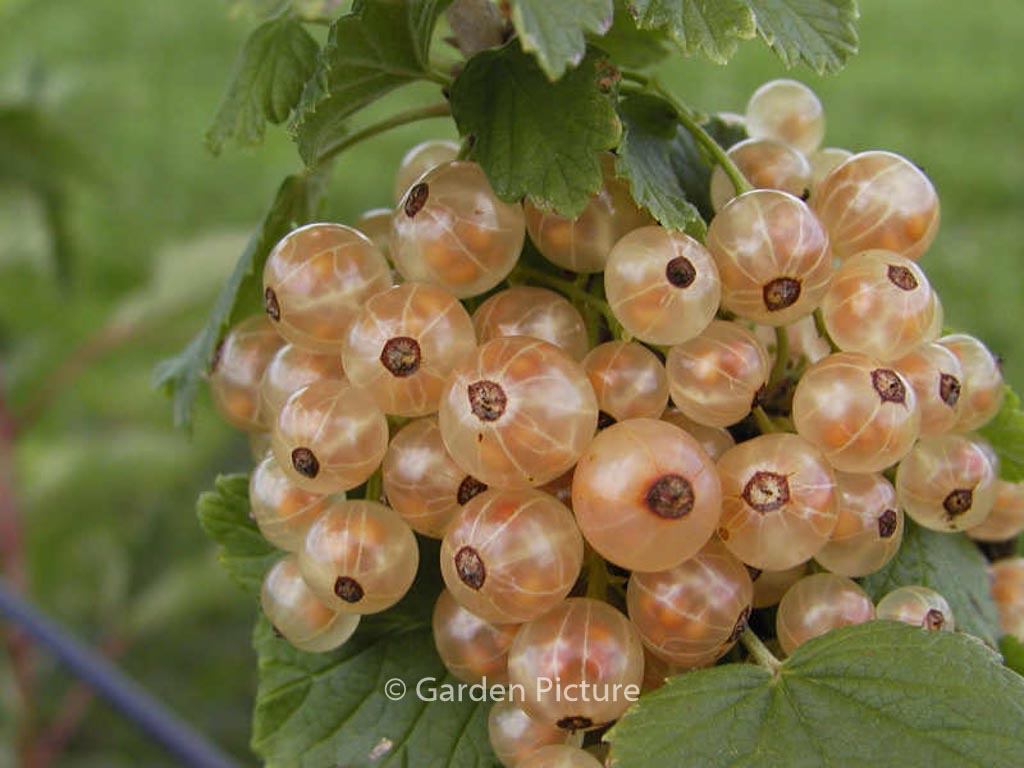 Ribes rubrum ‚Versailles blanc‘ (WEISSE VERSAILLER)