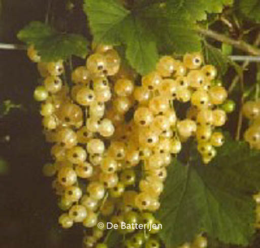 Ribes rubrum ‚Witte Parel‘