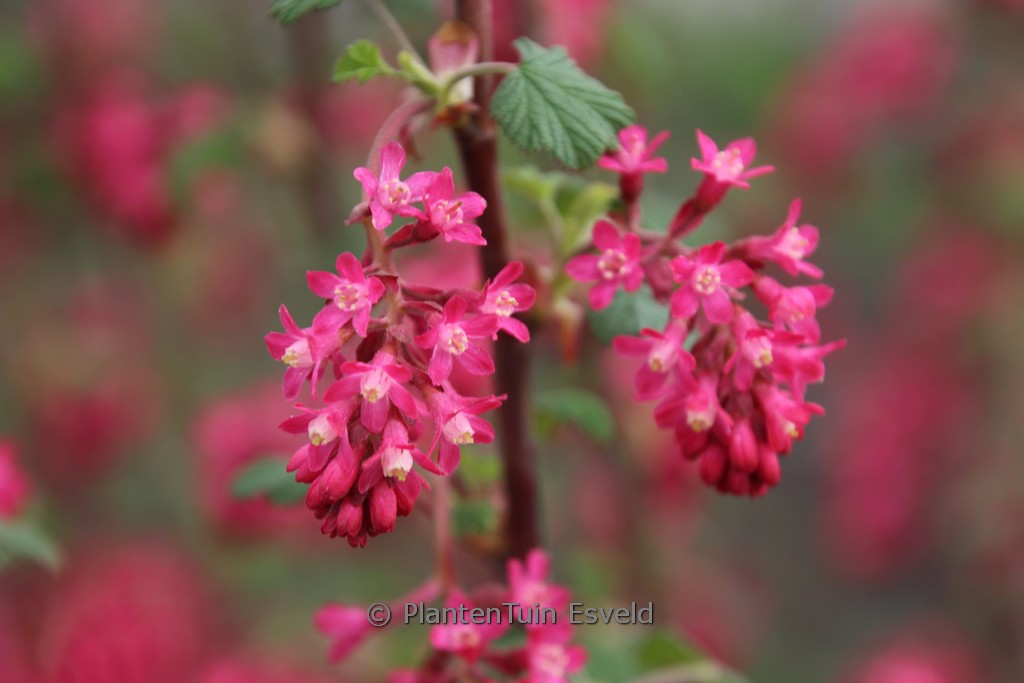 Ribes sanguineum ‚Annys2003‘ (AMORE)