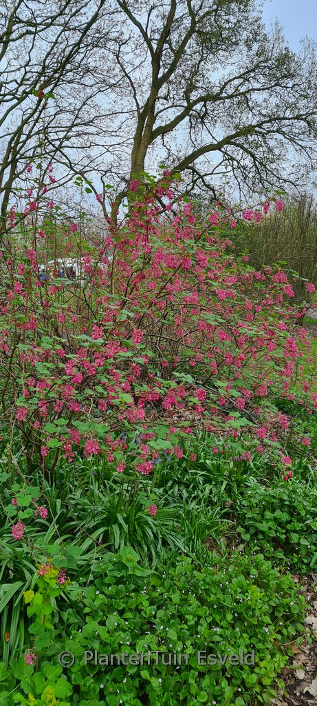 Ribes sanguineum ‚King Edward VII‘
