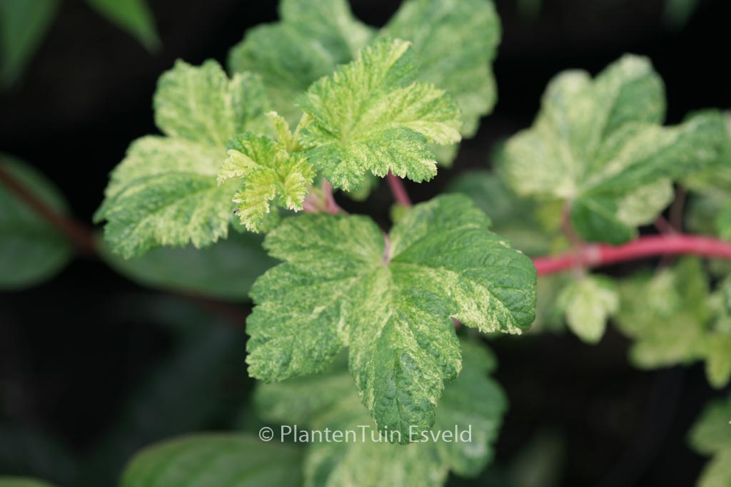 Ribes sanguineum ‚Pulborough Scarlet Variegata‘