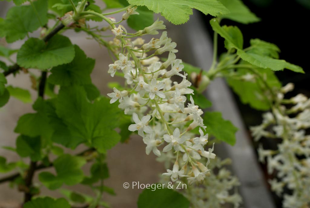 Ribes sanguineum ‚White Icicle‘