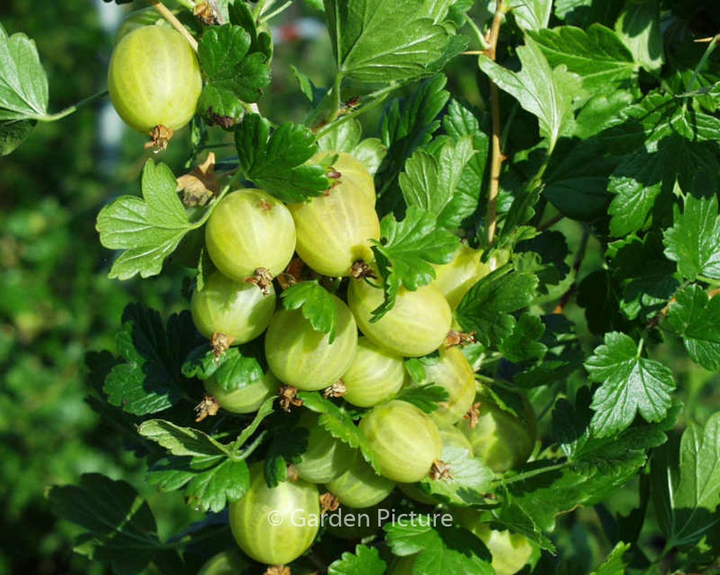 Ribes uva-crispa ‚Hinnonmaen Keltainen‘ (HINNONMAEKI GUL)