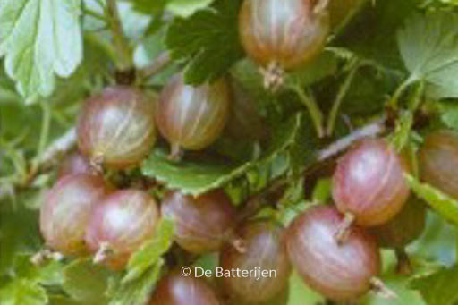 Ribes uva-crispa ‚Hinnonmaen Punainen‘ (HINNONMAEKI ROED)