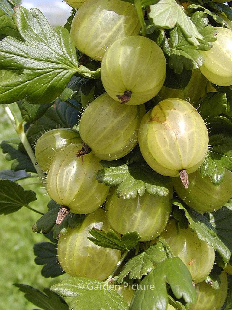 Ribes uva-crispa ‚Invicta‘