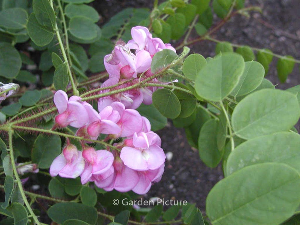 Robinia hispida