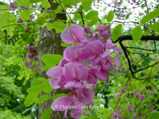 Robinia margaretta ‚Pink Cascade‘ (CASQUE ROUGE)