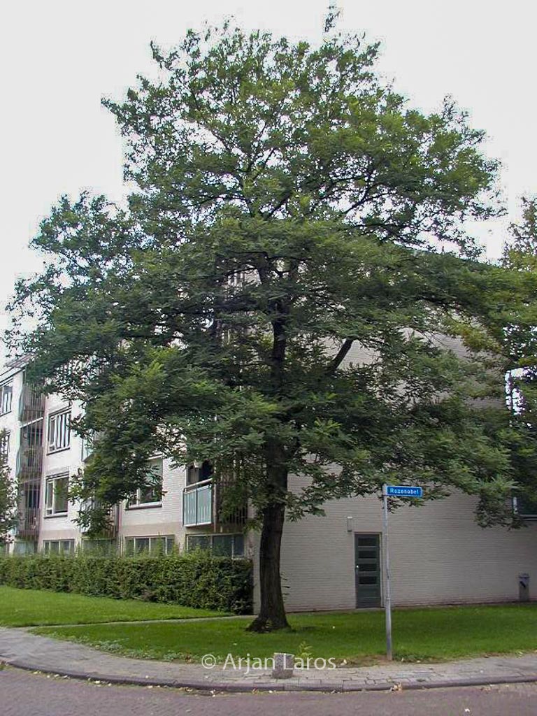 Robinia pseudoacacia ‚Bessoniana‘