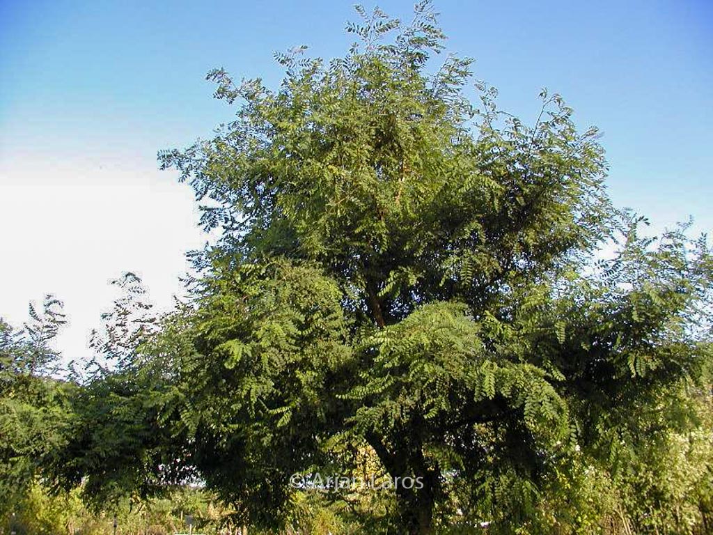 Robinia pseudoacacia ‚Coluteoides‘