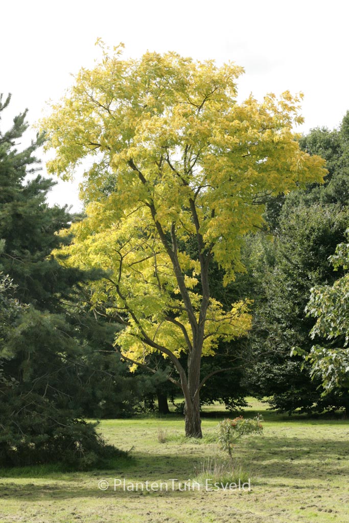 Robinia pseudoacacia ‚Frisia‘