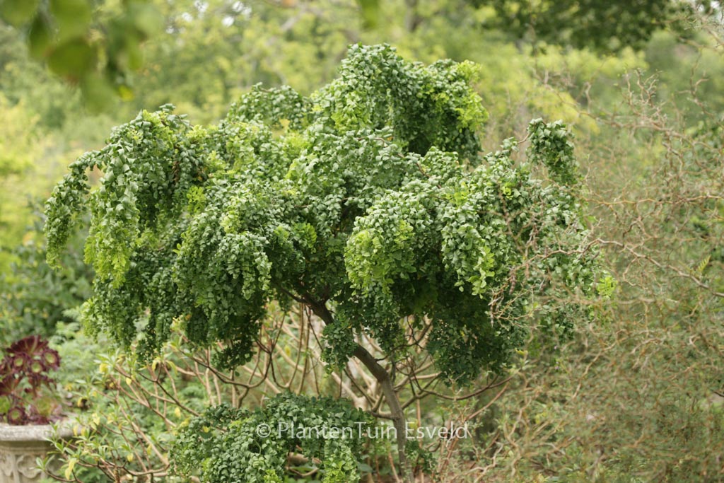 Robinia pseudoacacia ‚Lace Lady‘ TWISTY BABY