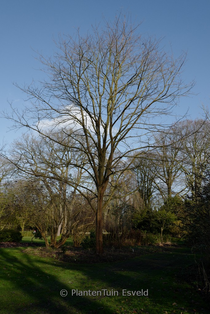 Robinia pseudoacacia ‚Semperflorens‘