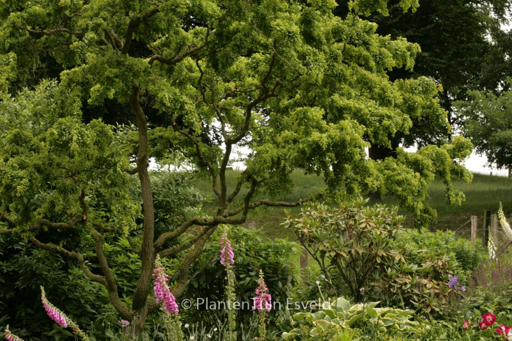 Robinia pseudoacacia ‚Tortuosa‘