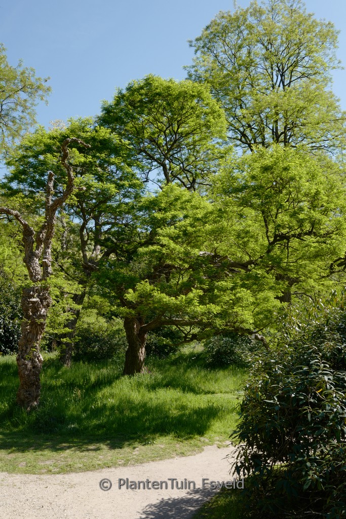 Robinia pseudoacacia ‚Umbraculifera‘