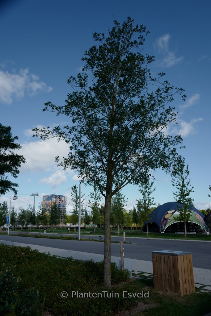 Robinia pseudoacacia ‚Unifoliola‘