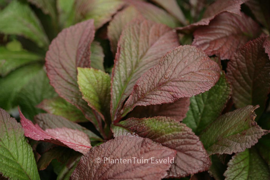 Rodgersia ‚Bronze Peacock‘