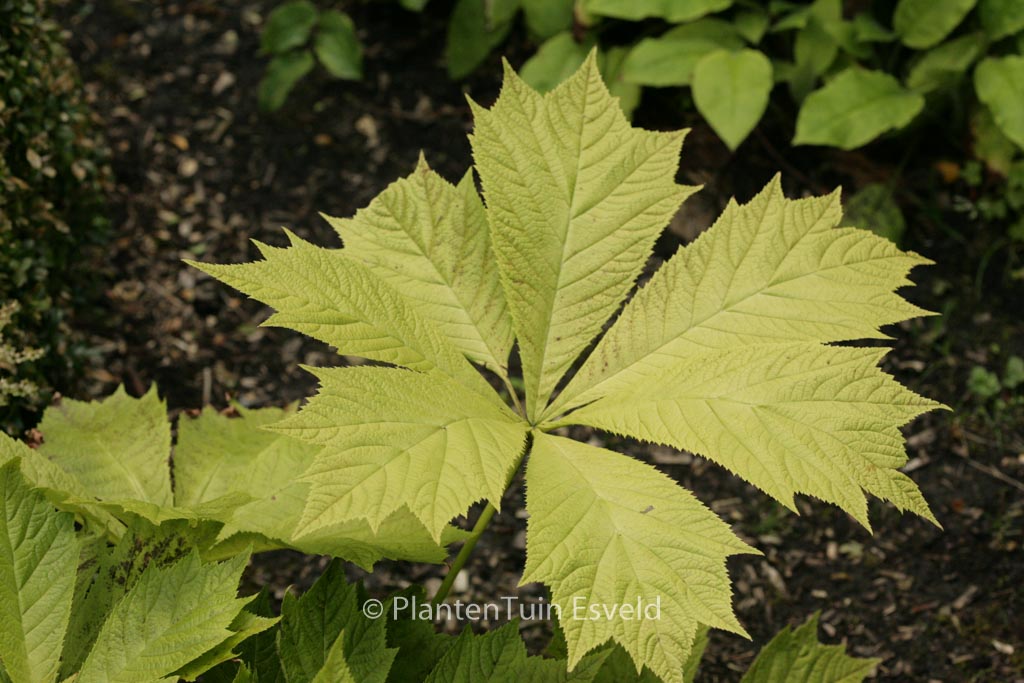Rodgersia ‚Die Anmutige‘