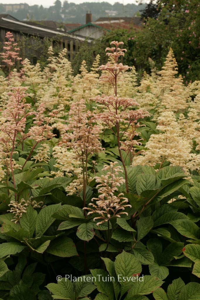 Rodgersia ‚Herkules‘