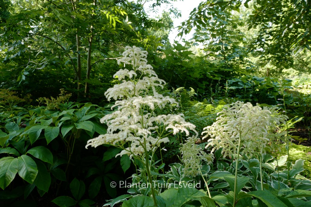 Rodgersia ‚Irish Bronze‘