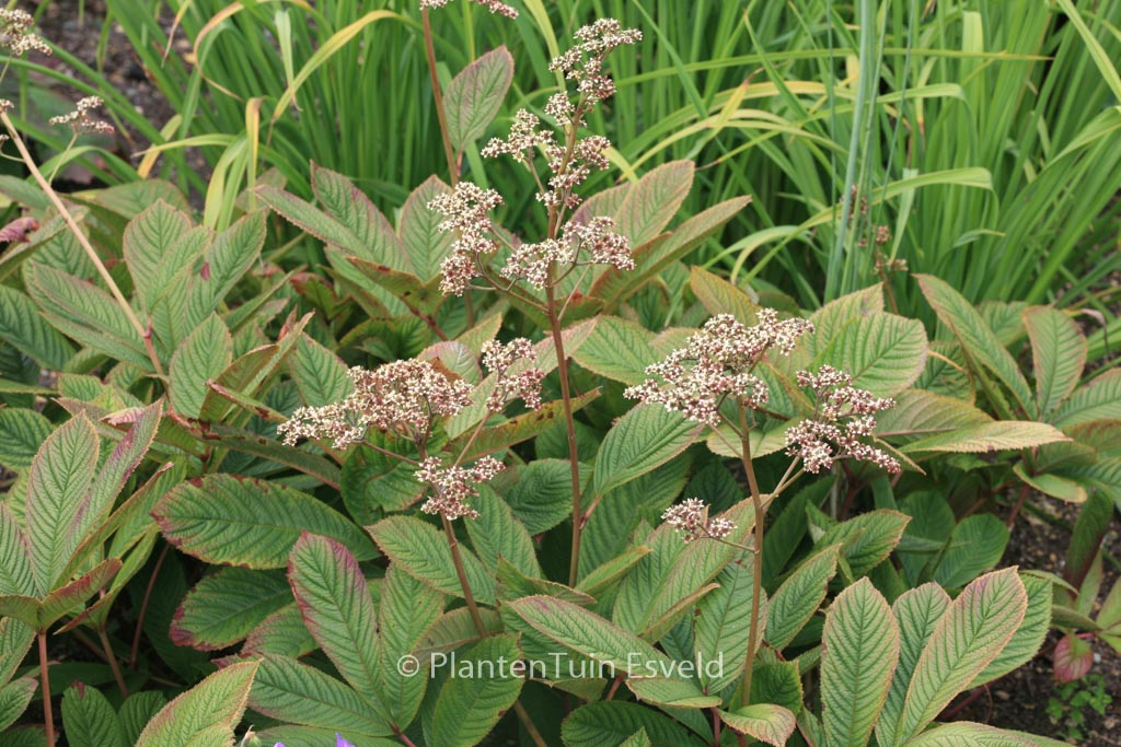 Rodgersia ‚Joop Ploeger‘