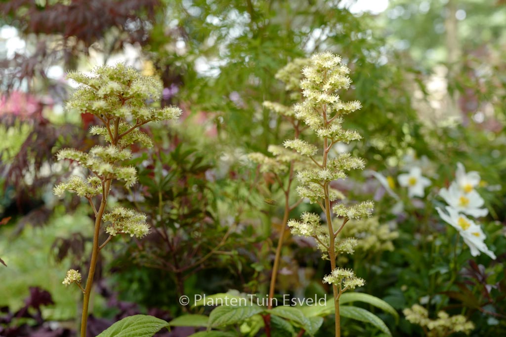 Rodgersia ‚Snow Clouds‘