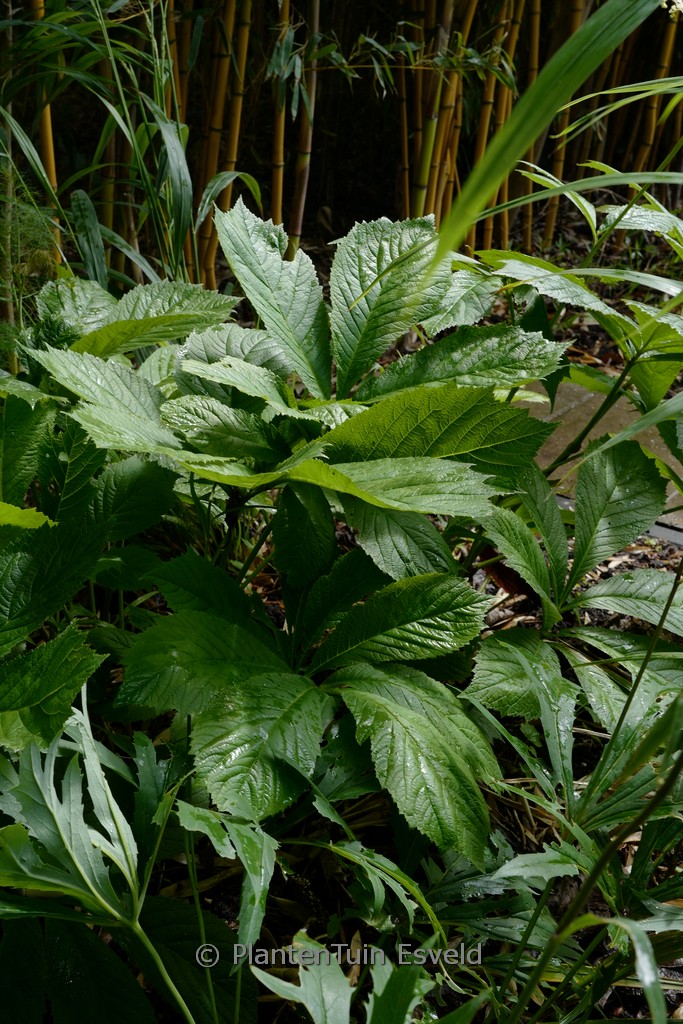 Rodgersia ‚Spitzentaenzerin‘