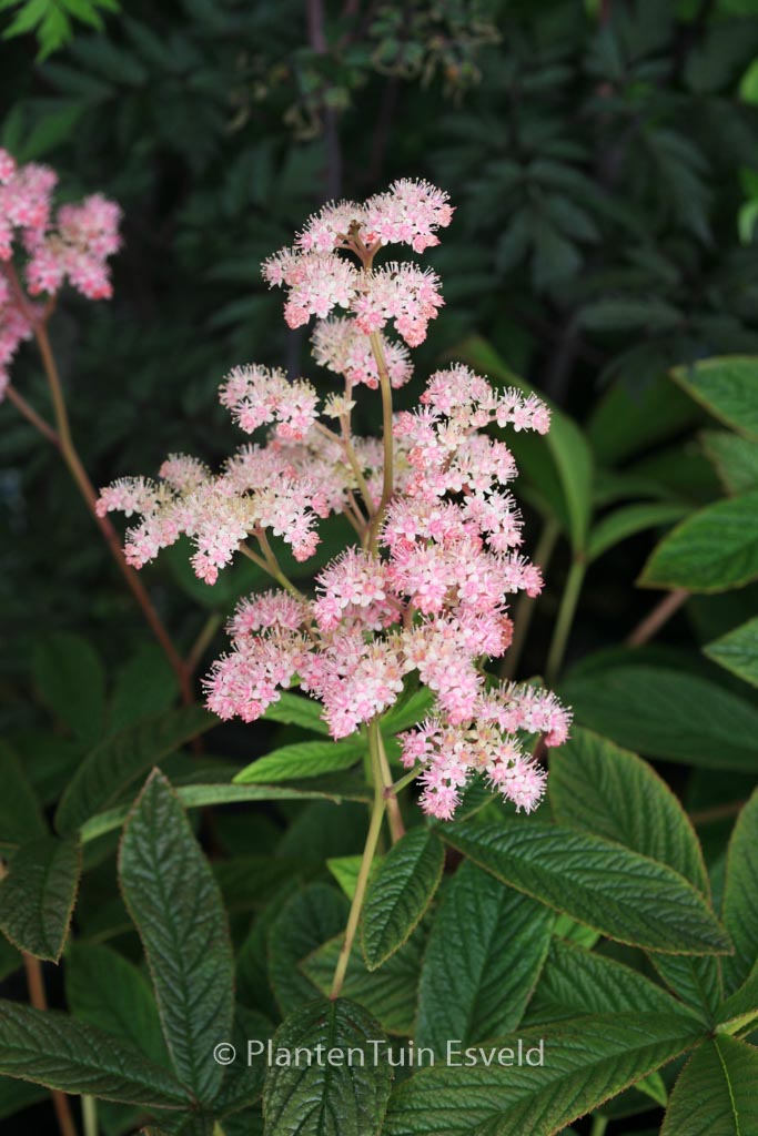 Rodgersia pinnata ‚Chocolate Wings‘