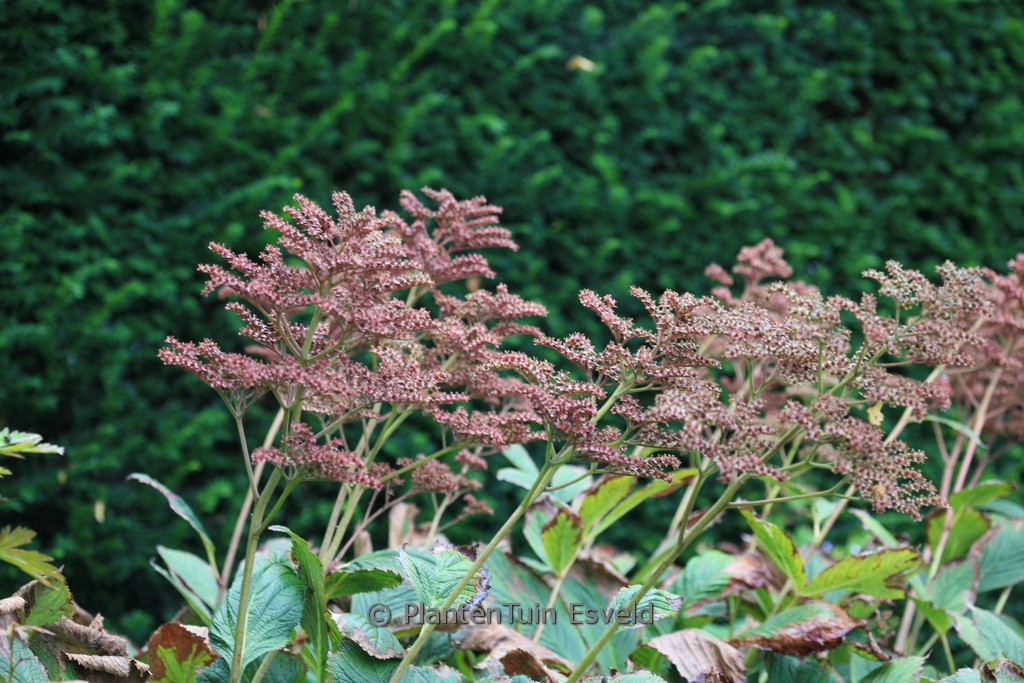 Rodgersia pinnata ‚Die Schöne‘