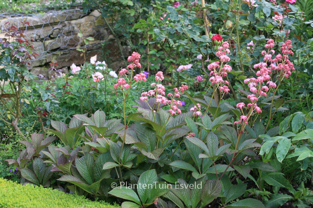 Rodgersia pinnata ‚Superba‘