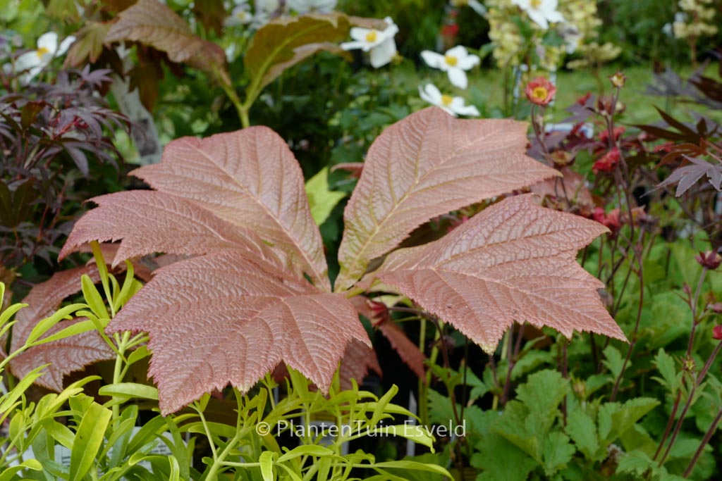 Rodgersia podophylla ‚Braunlaub‘