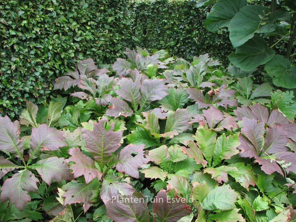 Rodgersia podophylla