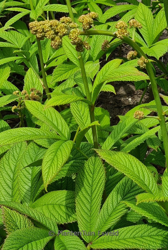 Rodgersia sambucifolia ‚Rothaut‘