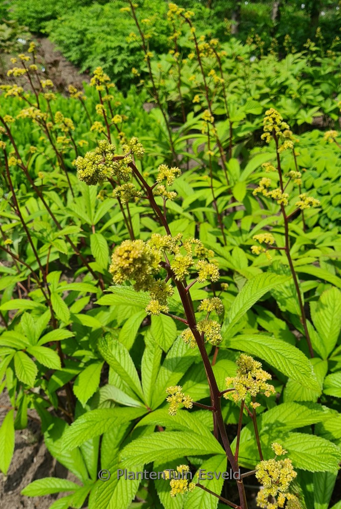 Rodgersia sambucifolia ‚Rotstiel‘
