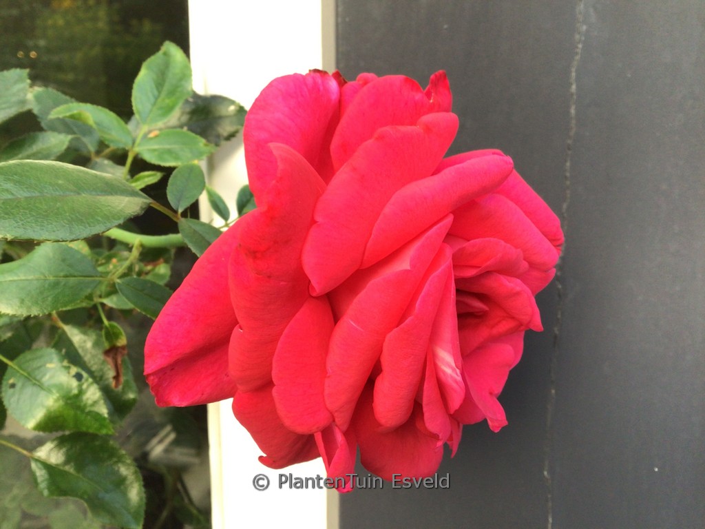 Rosa ‚Adabaring‘ (CLIMBING RED FLAME)